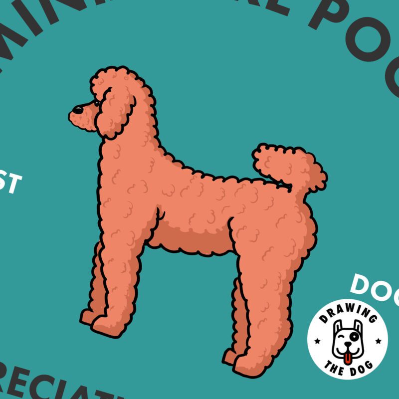 Miniature Poodle Wall Art Closeup