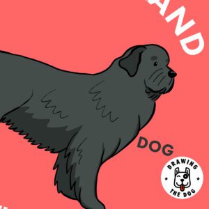 Newfoundland Dog Art Closeup