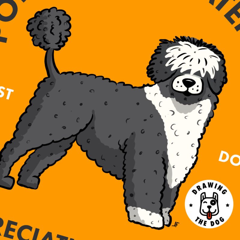 Portuguese Water Dog AS Closeup