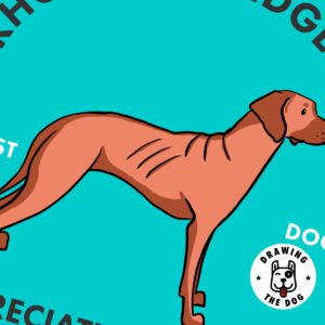 Rhodesian Ridgeback AS Closeup