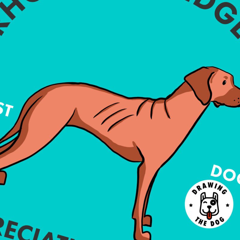 Rhodesian Ridgeback AS Closeup