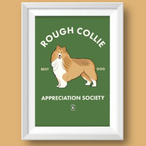 Rough Collie AS Featured