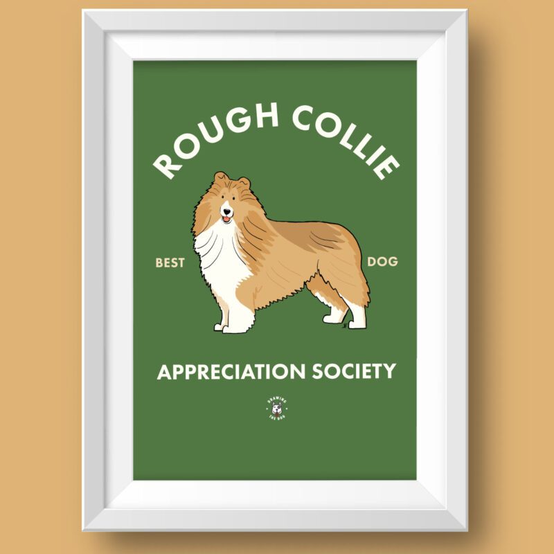 Rough Collie AS Featured