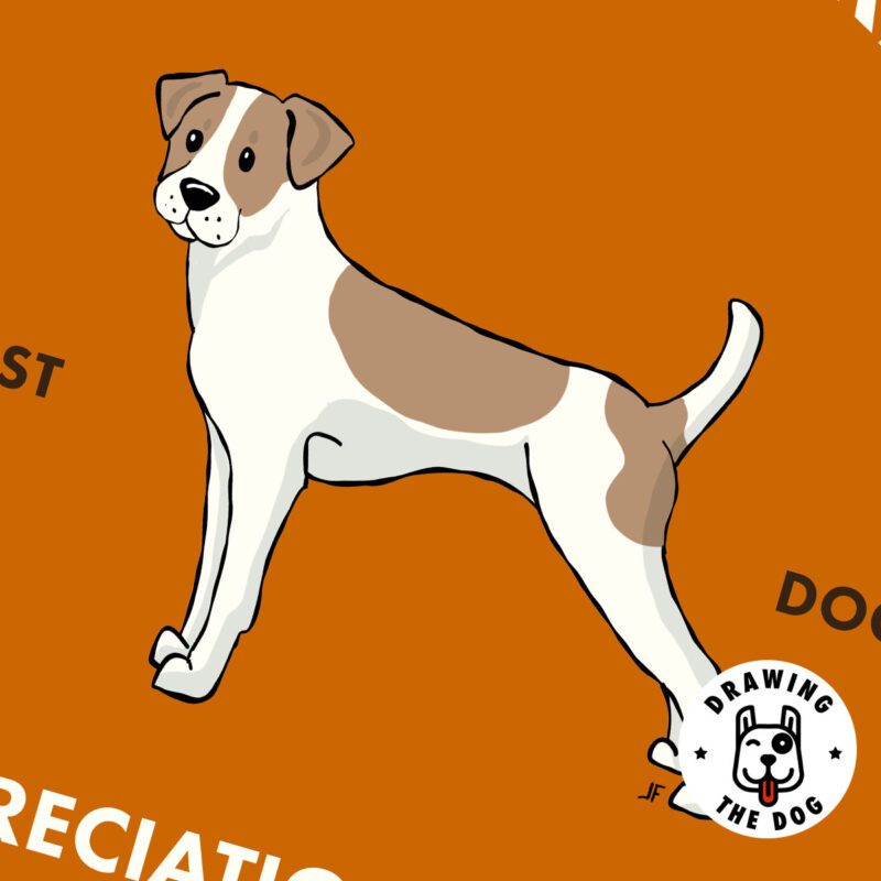 Russell Terrier AS Closeup