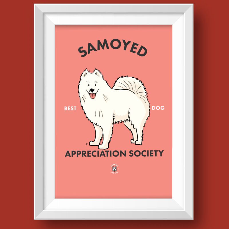 Samoyed AS Featured