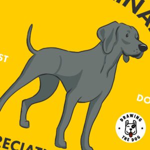 Weimaranar AS Closeup