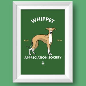 Whippet AS Featured
