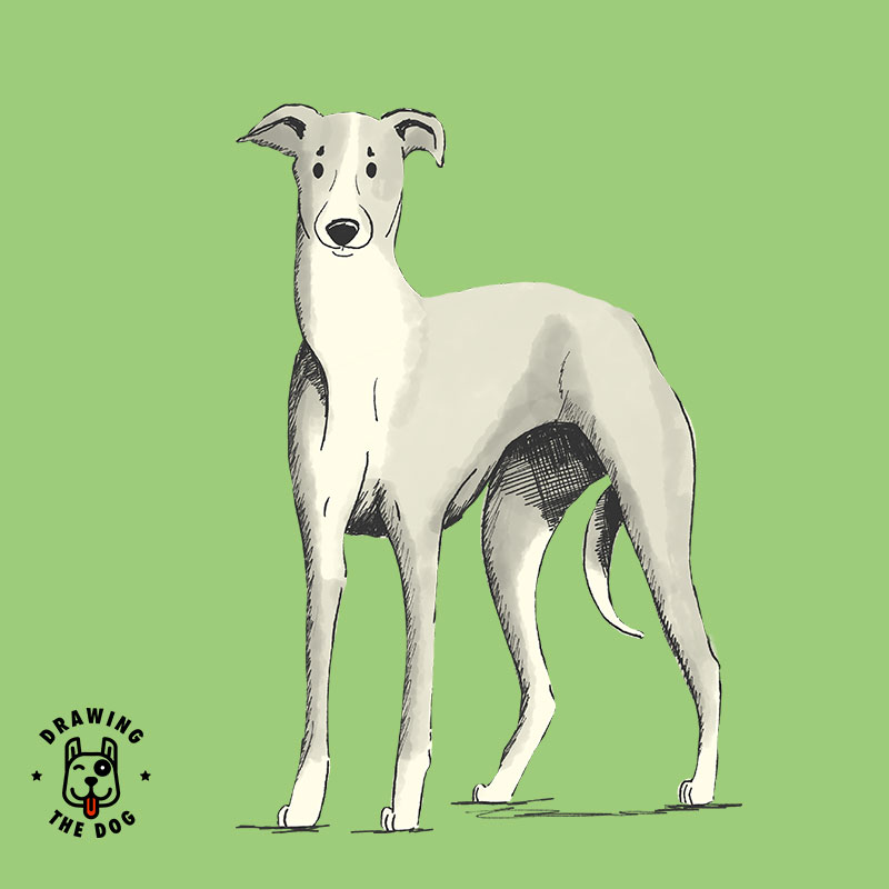Whippet Dog Blog Feature Image