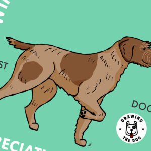 Wirehaired Pointing Griffon AS Closeup