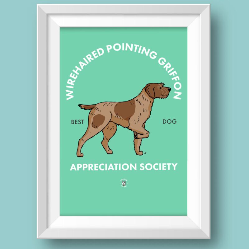 Wirehaired Pointing Griffon AS Featured