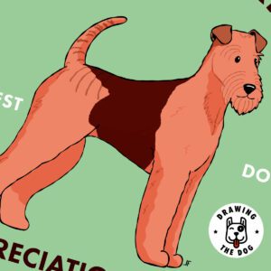 Airedale Terrier AS Closeup