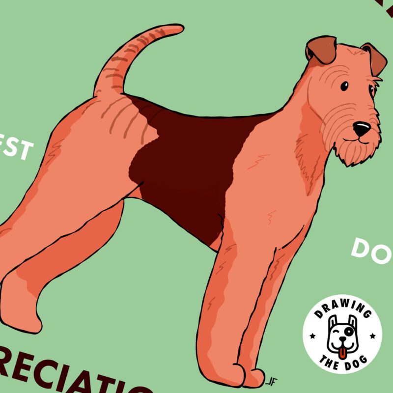 Airedale Terrier AS Closeup