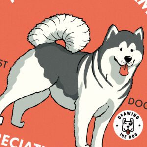 Alaskan Malamute AS Closeup