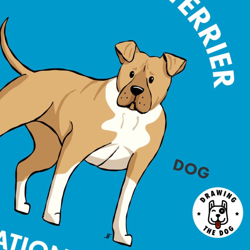 American Staffordshirt Terrier Closeup