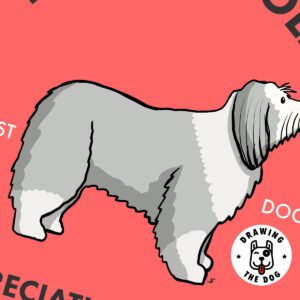 Bearded Collie AS Closeup