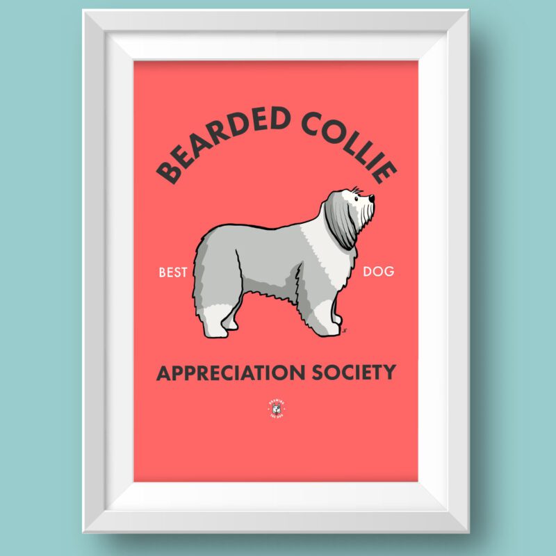 Bearded Collie AS Featured