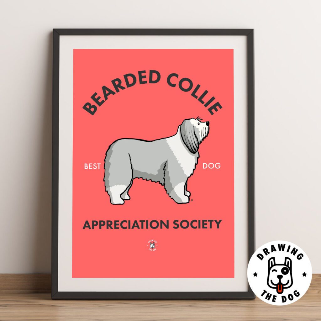 Bearded Collie AS Framed