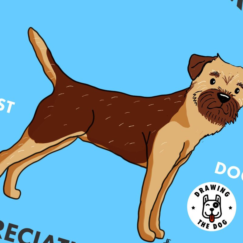 Border Terrier AS Closeup