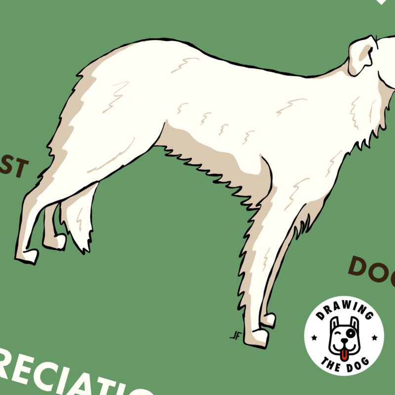 Borzoi AS Closeup