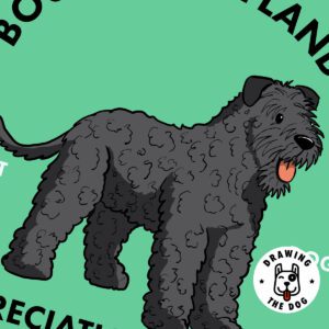 Bouvier Des Flandres AS Closeup