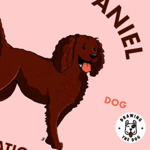 Boykin Spaniel AS Closeup