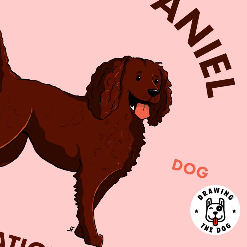 Boykin Spaniel AS Closeup