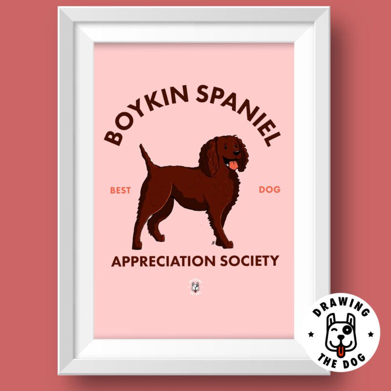 Boykin Spaniel AS Featured