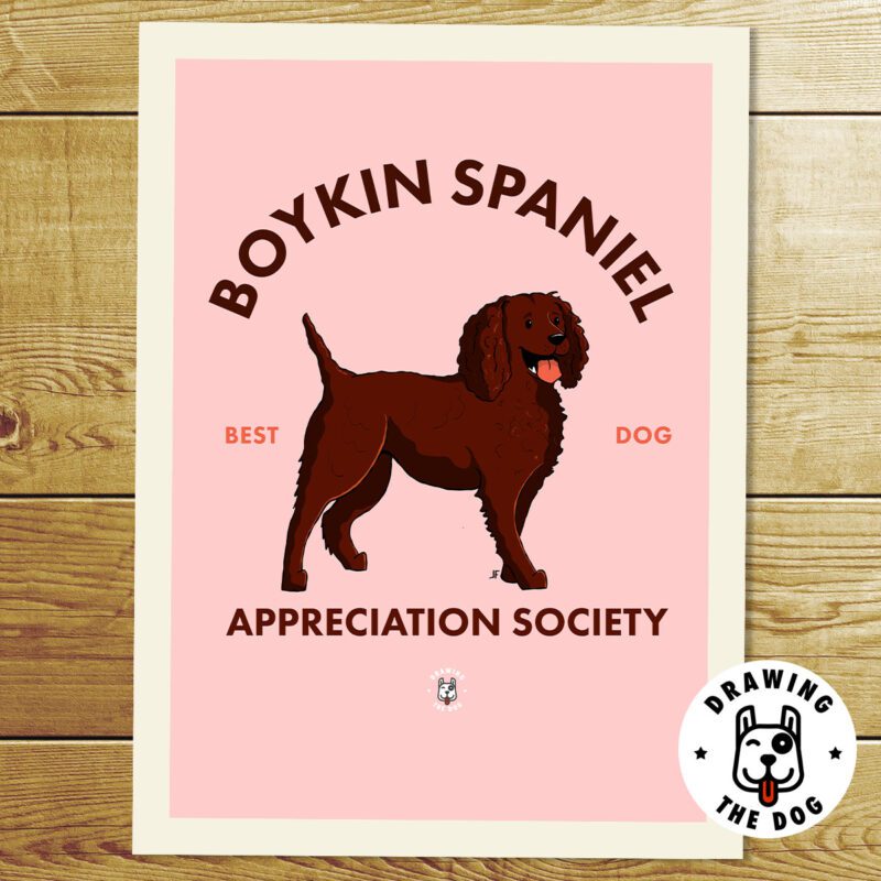 Boykin Spaniel AS Print