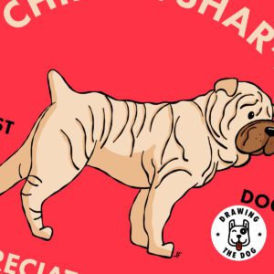 Chinese SharPei AS Closeup