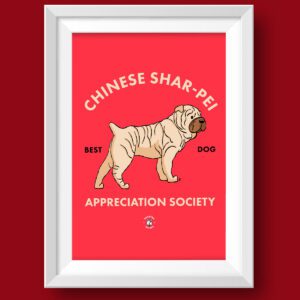 Chinese SharPei AS Featured