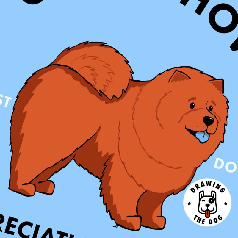 Chow Chow AS Closeup