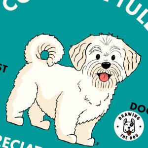 Coton De Tulear AS Closeup