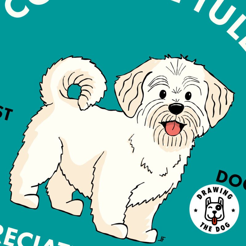 Coton De Tulear AS Closeup