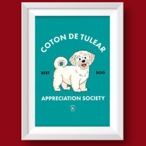 Coton De Tulear AS Featured