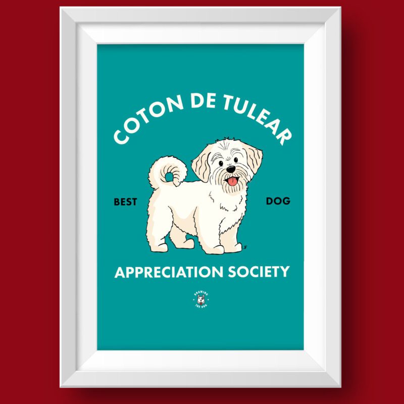 Coton De Tulear AS Featured