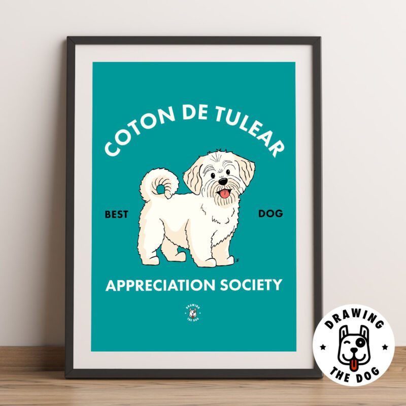 Coton De Tulear AS Framed