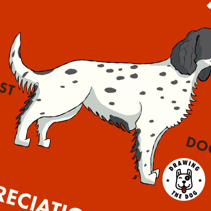 English Setter Closeup