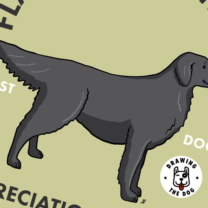 Flat Coated Retriever Black AS Closeup