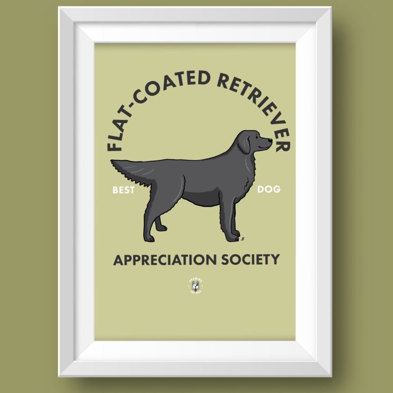 Flat Coated Retriever Black AS Featured