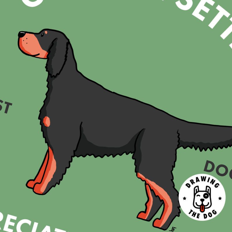 Gordon Setter AS Closeup