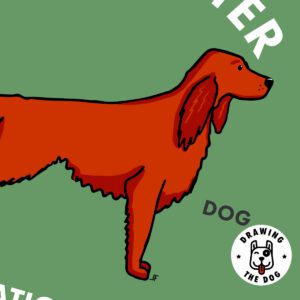 Irish Red Setter Closeup