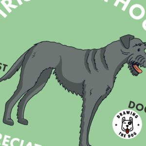 Irish Wolfhound AS Closeup