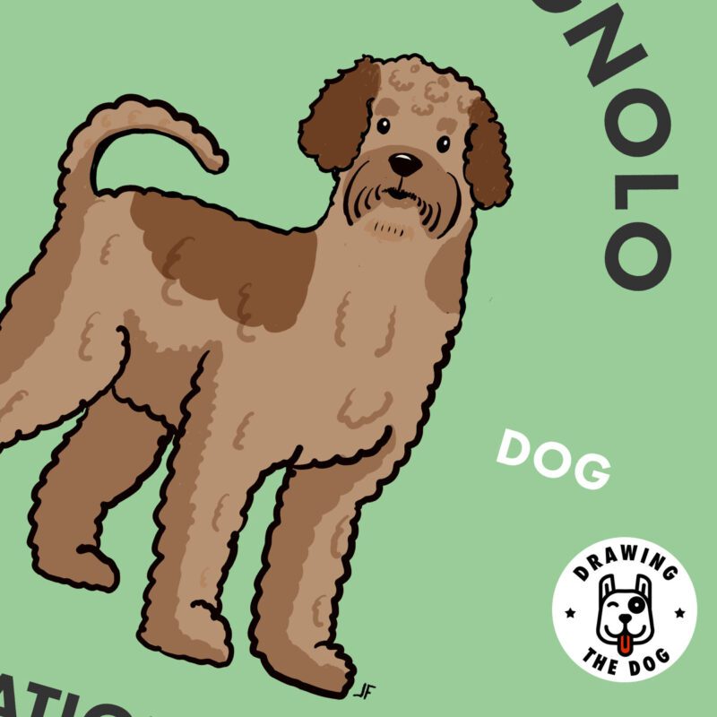 Lagotto Romagnolo Closeup