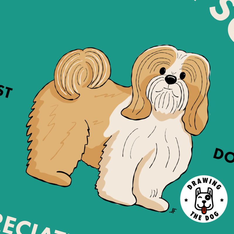 Lhasa Apso AS Closeup