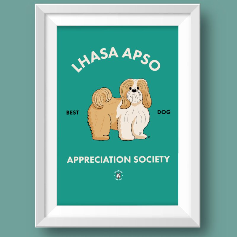 Lhasa Apso AS Featured