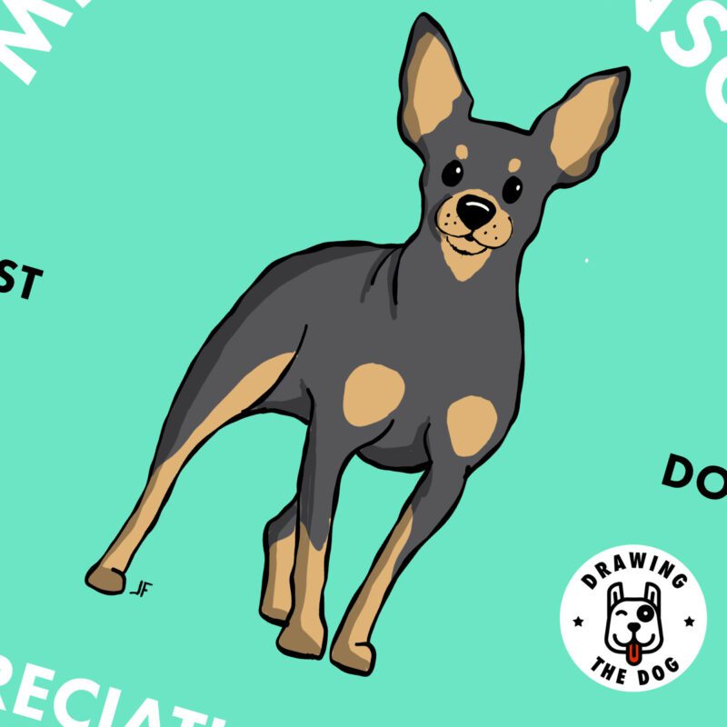 Miniature Pinscher AS Closeup