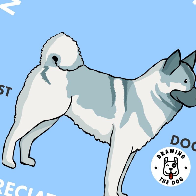 Norwegian Elkhound AS Closeup