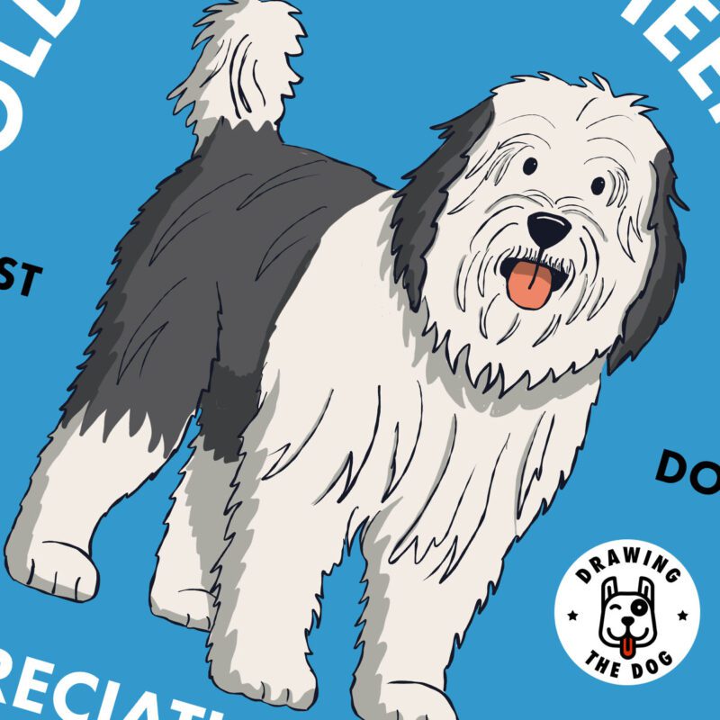 Old English Sheepdog AS Closeup