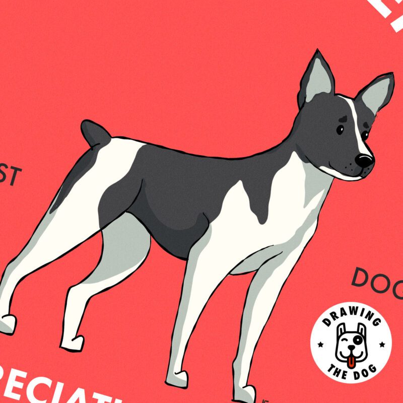 Rat Terrrier AS Closeup