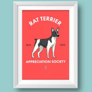 Rat Terrrier AS Featured